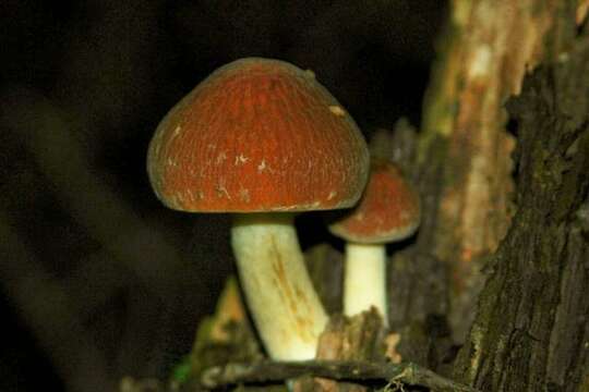 Image of Psathyrella delineata (Peck) A. H. Sm. 1941