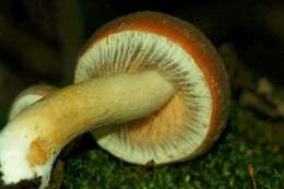 Imagem de Psathyrella delineata (Peck) A. H. Sm. 1941