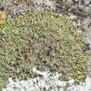 Image of Phaeophyscia decolor (Kashiw.) Essl.