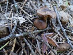 Inocybe resmi