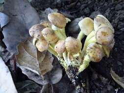 Imagem de Hypholoma