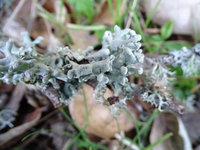 Image of Powder-headed tube lichen