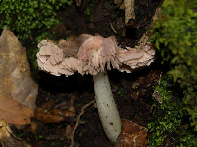 Image of Porpolomopsis