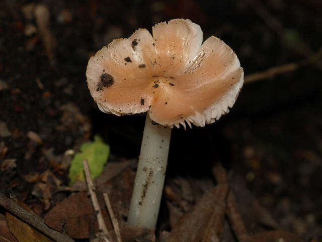 Image of Porpolomopsis