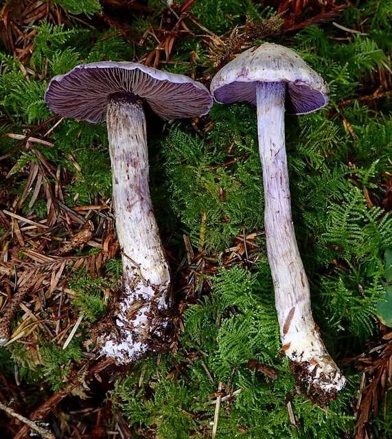 Image of light violet cortinarius