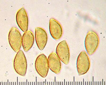 Image of Hebeloma arenosum Burds., Macfall & M. A. Albers 1986