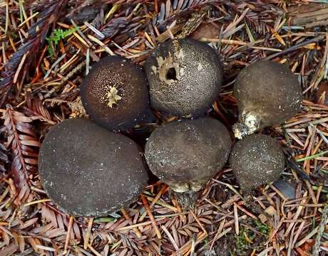 Image de Lycoperdon umbrinum Pers. 1801