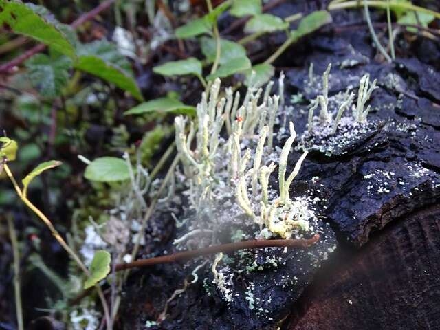 Image of <i>Cladonia macilenta</i> Hoffm.