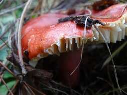 Image of <i>Russula rhodocephala</i>