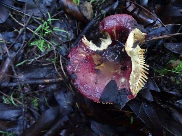 Image of Shrimp Mushroom