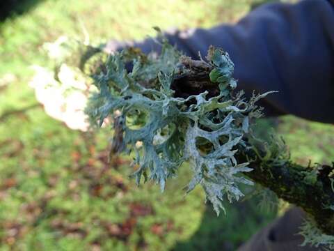 Image of ring lichen