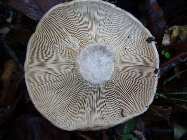 Слика од Lactarius argillaceifolius Hesler & A. H. Sm. 1979