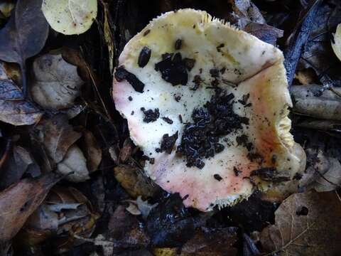 Image of <i>Russula basifurcata</i> Peck