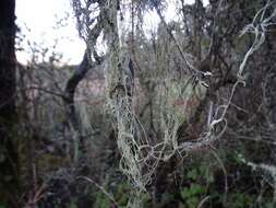 Image of Fishnet;   Menzies' cartilage lichen