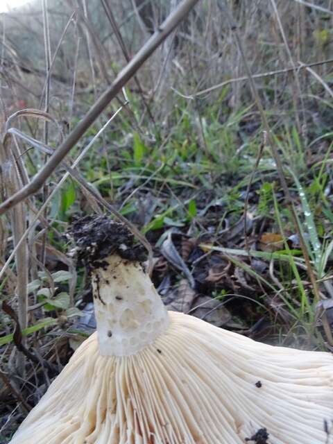 Image of Lactarius alnicola A. H. Sm. 1960