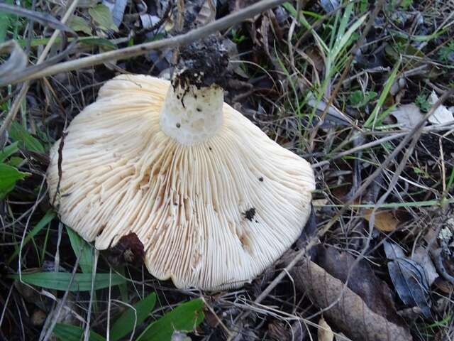 Image of Lactarius alnicola A. H. Sm. 1960