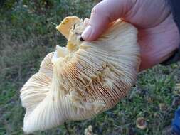 Image of Lactarius alnicola A. H. Sm. 1960