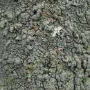 Image of lead lichen