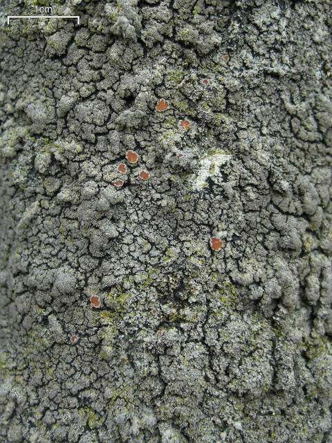 Image of lead lichen