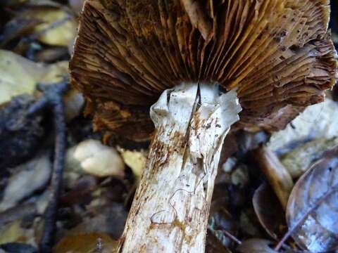 Image of Cortinarius regalis A. H. Sm. & P. M. Rea 1944