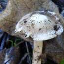 صورة Inocybe albodisca Peck 1898