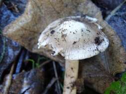 Imagem de Inocybe albodisca Peck 1898