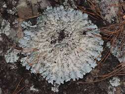 Image of parmotrema lichen