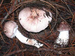 Image of Agaricus subrutilescens (Kauffman) Hotson & D. E. Stuntz 1938