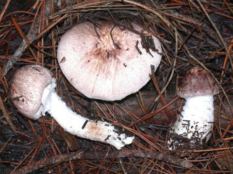 Agaricus subrutilescens (Kauffman) Hotson & D. E. Stuntz 1938 resmi