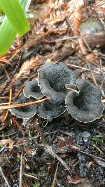 Image of Craterellus