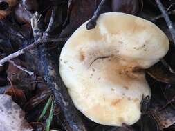 Image of Lactarius alnicola A. H. Sm. 1960