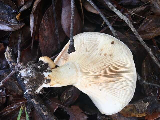 Image of Lactarius alnicola A. H. Sm. 1960