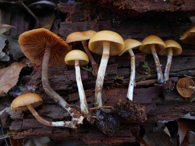 Image of Galerina