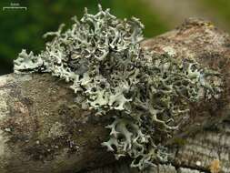 Image of everniastrum lichen