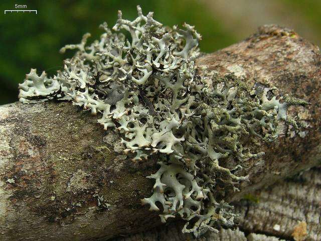 Image of everniastrum lichen