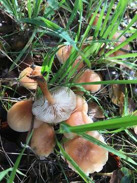 Image of Omphalotaceae