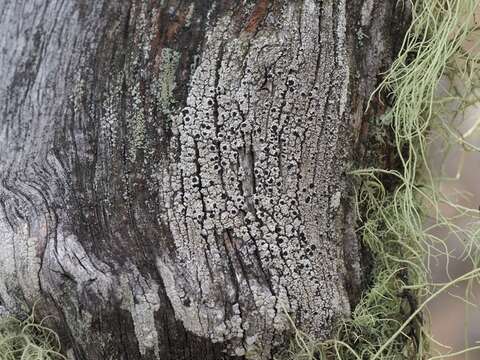 Plancia ëd Baculifera