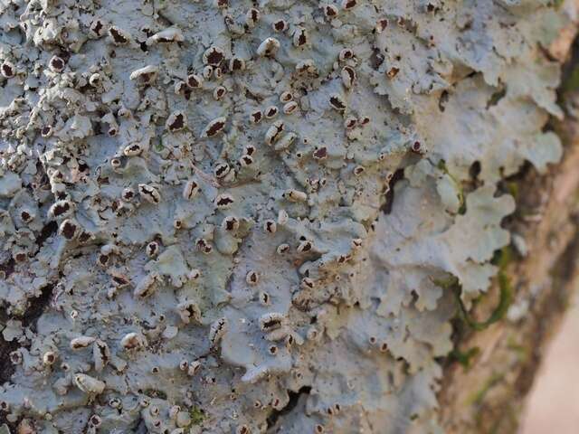 Image of Ravenel's lung lichen