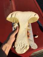 Image of Boletus