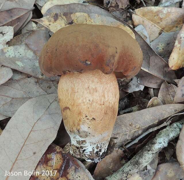 Image of Tylopilus tabacinus (Peck) Singer 1944