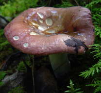 Image of Russula vinosa Lindblad 1901