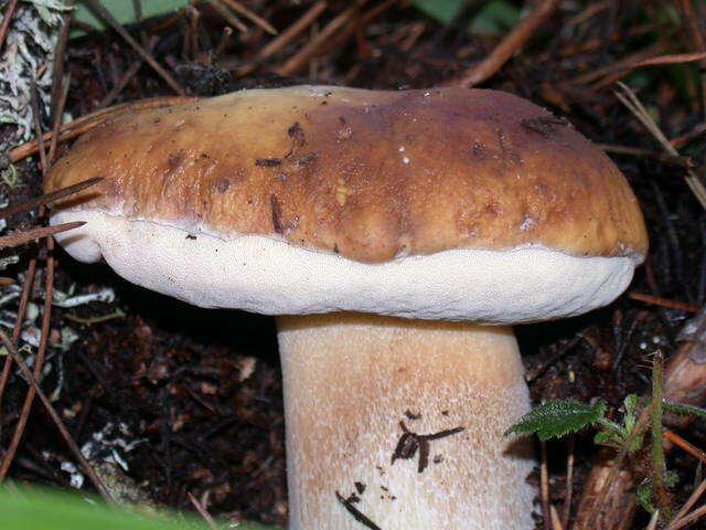 Image of Porcini and Allies