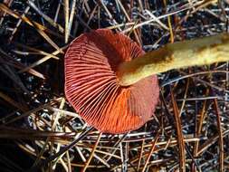 Image of Cortinarius smithii Ammirati, Niskanen & Liimat. 2013