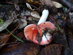 Image of Russula cremoricolor Earle 1902