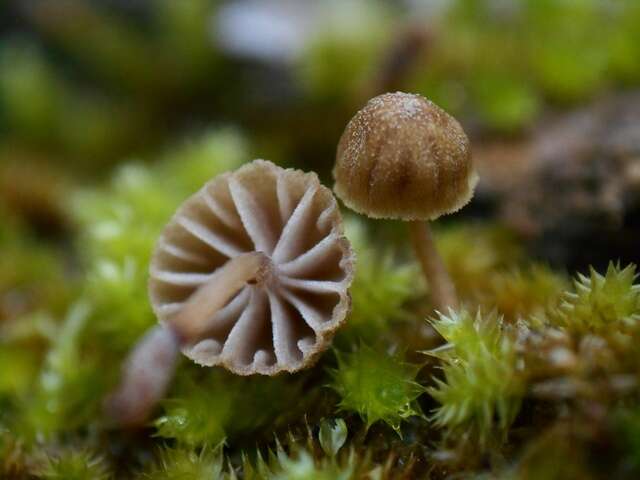 Mycena corticola (Pers.) Gray 1821的圖片