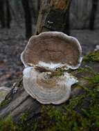 Image of Trametes