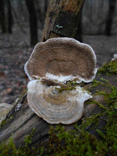 Image of Trametes