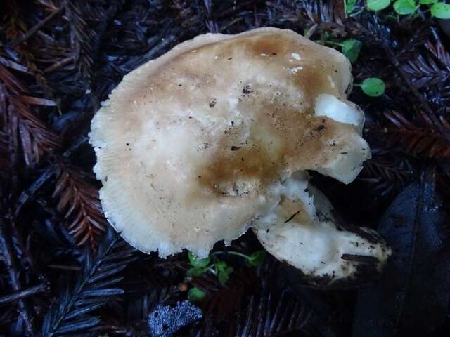 صورة Leucopaxillus