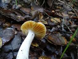 Sivun <i>Russula ocher-oaks</i> kuva