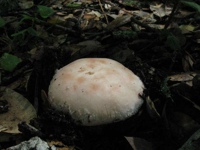 Plancia ëd Amanita novinupta Tulloss & J. Lindgr. 1994